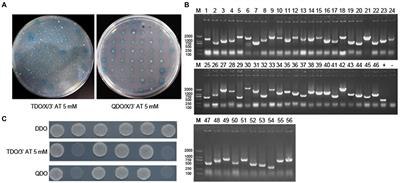 Interaction network of African swine fever virus structural protein p30 with host proteins